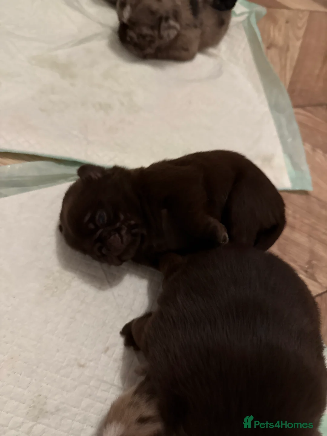 Pug dogs for sale: Merle pugs  - Advert 12