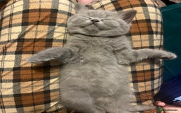British Shorthair cats for sale: Beautiful British shorthair kittens 🐱 🥰 - Advert 26