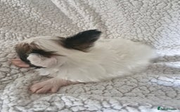 Papillon dogs for sale: KC Papillon. DNA health tested.  - Image 12