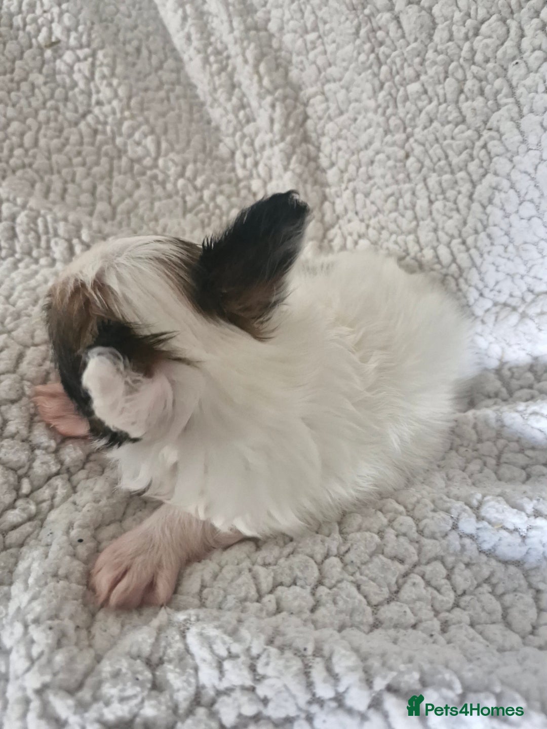 Papillon dogs for sale: KC Papillon. DNA health tested.  - Image 12
