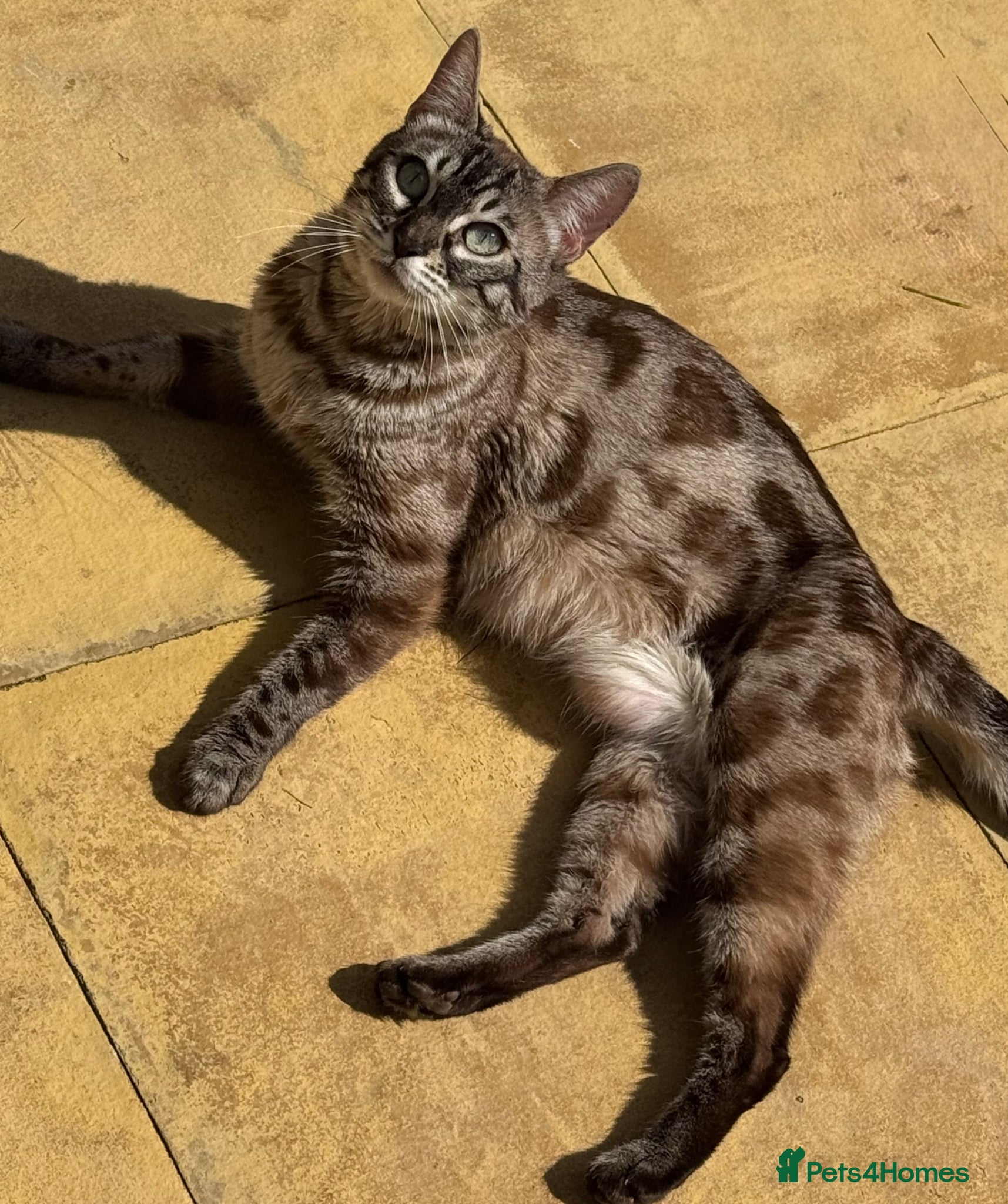 Bengal cats Bengal Queen ✨ - Advert 13