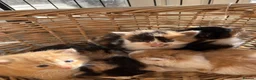 Mixed Breed cats for sale: Stunning tortoiseshell/ ginger long/mid hair kits - Advert 9
