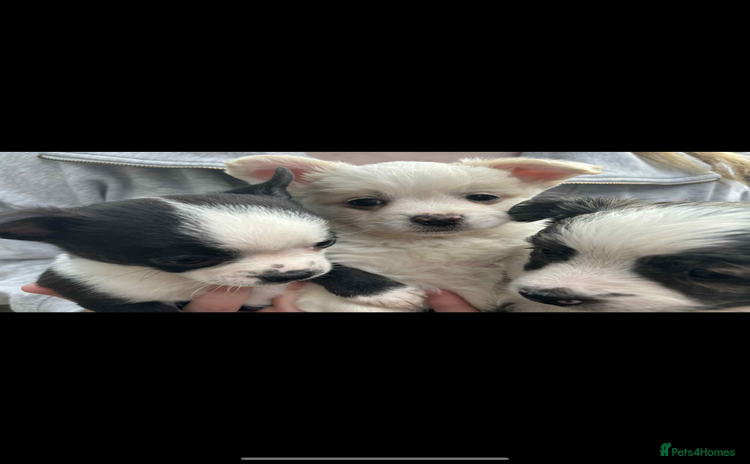Mixed Breed dogs - Advert 11