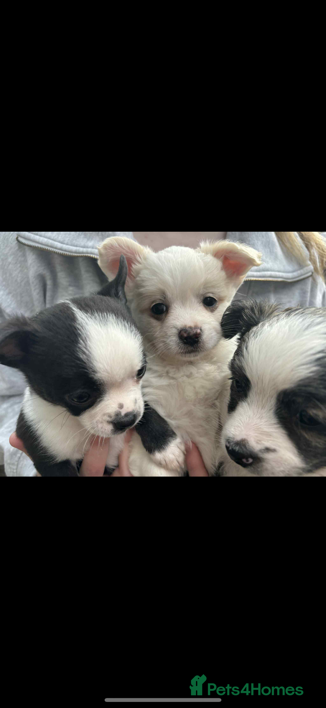 Mixed Breed dogs for sale: Chihuahua cross breed - Image 1