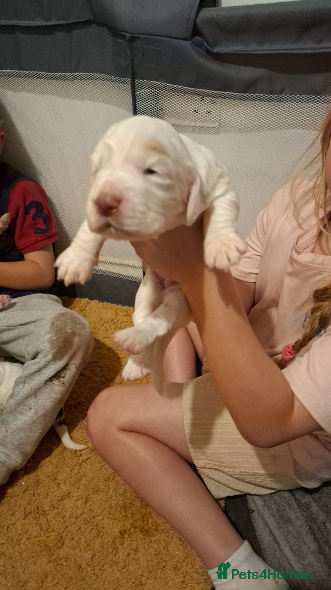 Mixed Breed dogs for sale: Beautiful Clumber spaniel x sprockers  - Image 18