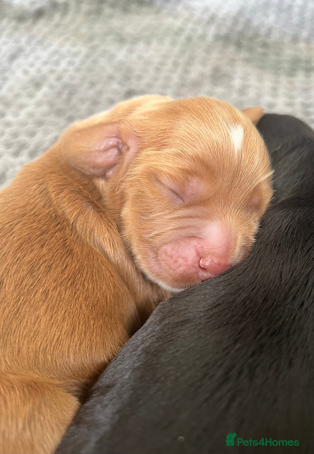 Cocker Spaniel dogs for sale: KC COCKER PUPS TRI BLACK TAN WHITE RED BLUE ROAN - Image 9
