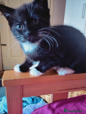 Mixed Breed cats - Advert 4