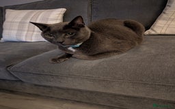 Domestic Shorthair cats for sale: Kylo  - Image 2