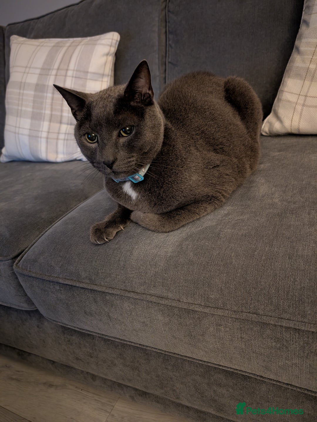 Domestic Shorthair cats for sale: Kylo  - Image 2