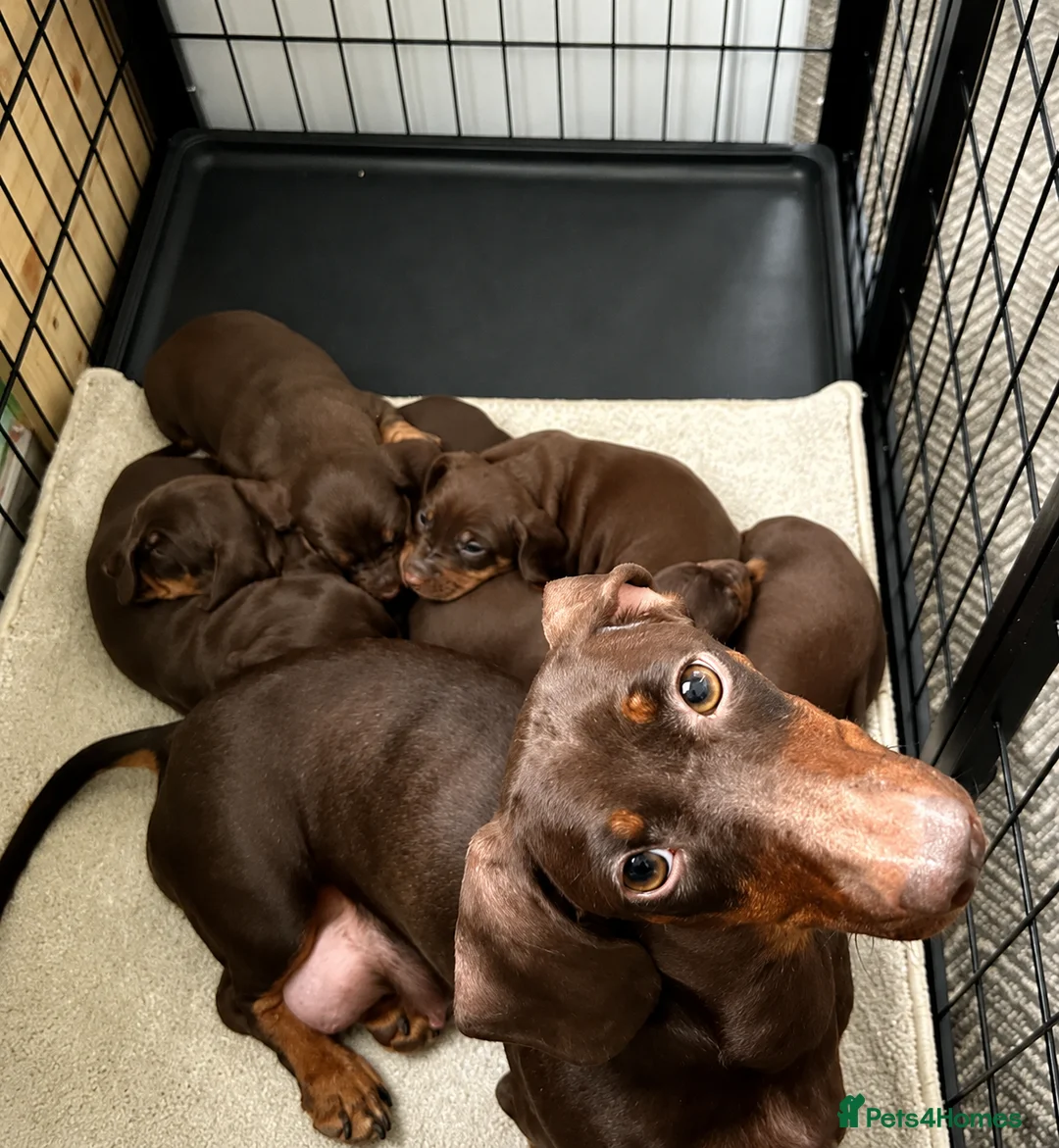 Dachshund dogs for sale: Male Smooth-Haired Dachshund Puppy - Advert 2