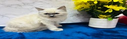 Ragdoll cats for sale: TICA Registered Magnificent Ragdoll kittens  - Advert 5