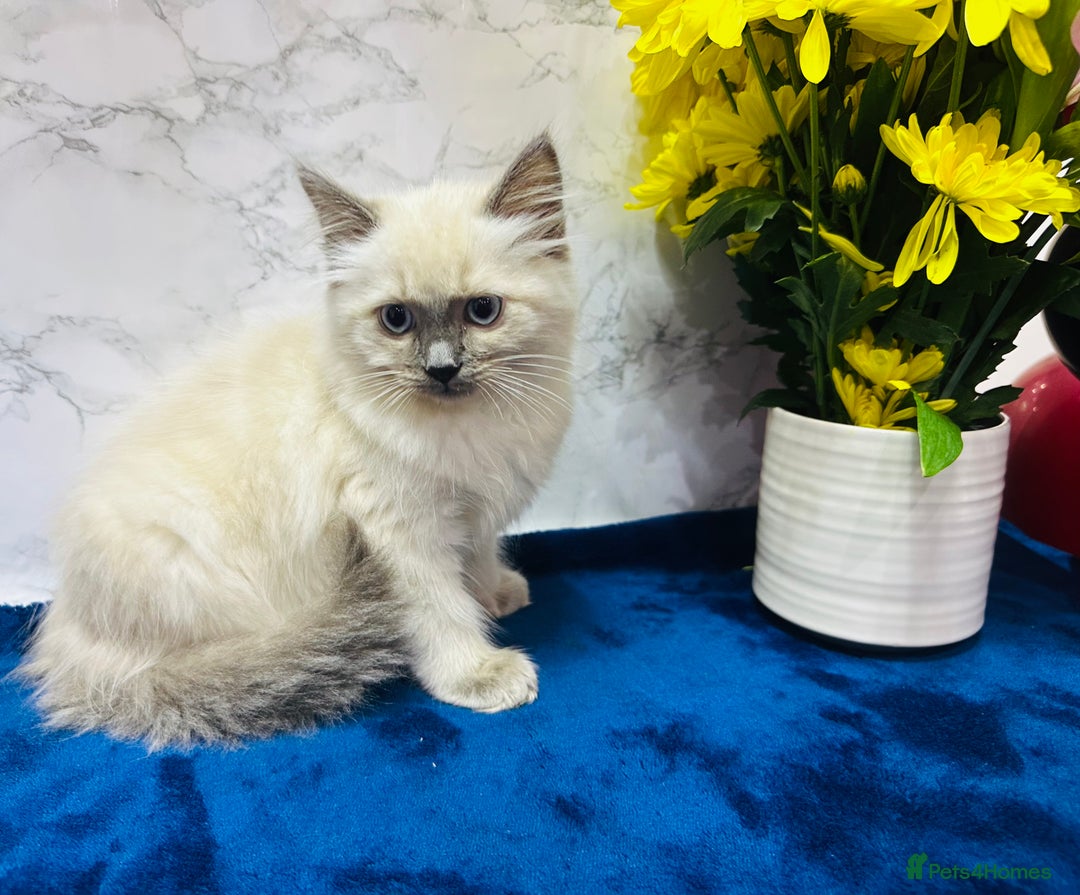 Ragdoll cats for sale: TICA Registered Magnificent Ragdoll kittens  - Advert 5