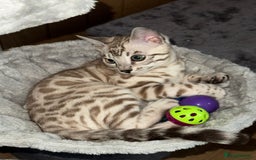 Bengal cats for sale: Bengal tiger  - Image 2