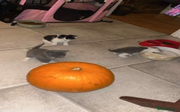 British Shorthair cats for sale: British short hair - Advert 5