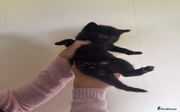Domestic Shorthair cats for sale: Female tortoise shell and fluffy black with spots - Image 1