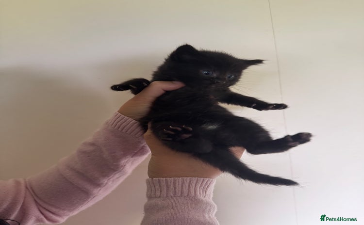 Domestic Shorthair cats - Advert 2