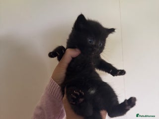 Domestic Shorthair cats - Advert 24