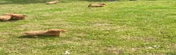 Cockapoo dogs for sale: Adorable cockerpoos puppies - Advert 7