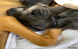 Mixed Breed dogs for sale: Italian Segugio/labrador Easter Love Affair - Image 15