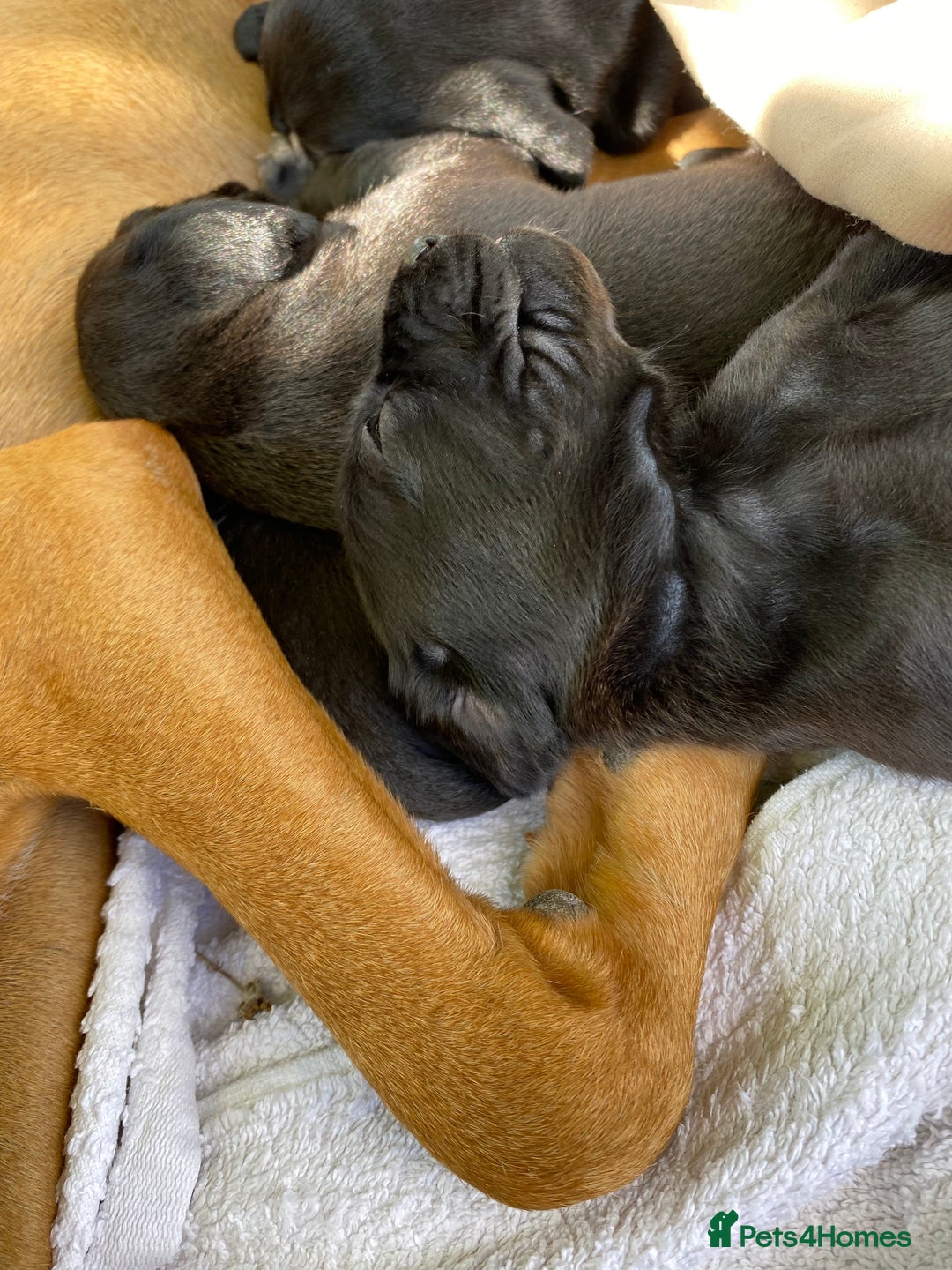 Mixed Breed dogs for sale: Italian Segugio/labrador Easter Love Affair - Image 15