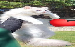 Ragdoll cats for sale: 🔥PRESTIGIOUS BEAST SIZE EU FEMALE🔥  - Advert 7