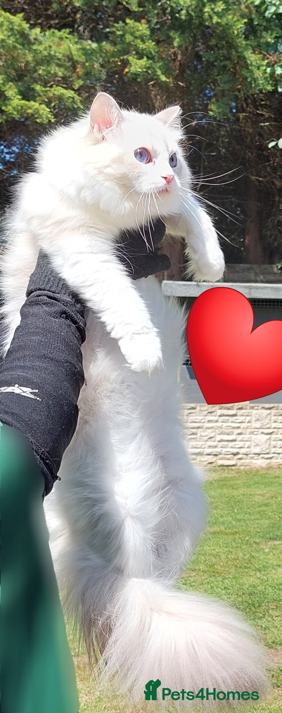 Ragdoll cats for sale: 🔥PRESTIGIOUS BEAST SIZE EU FEMALE🔥  - Advert 7