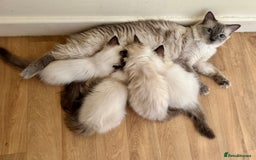 Ragdoll cats for sale: Full Ragdoll kittens  - Image 6