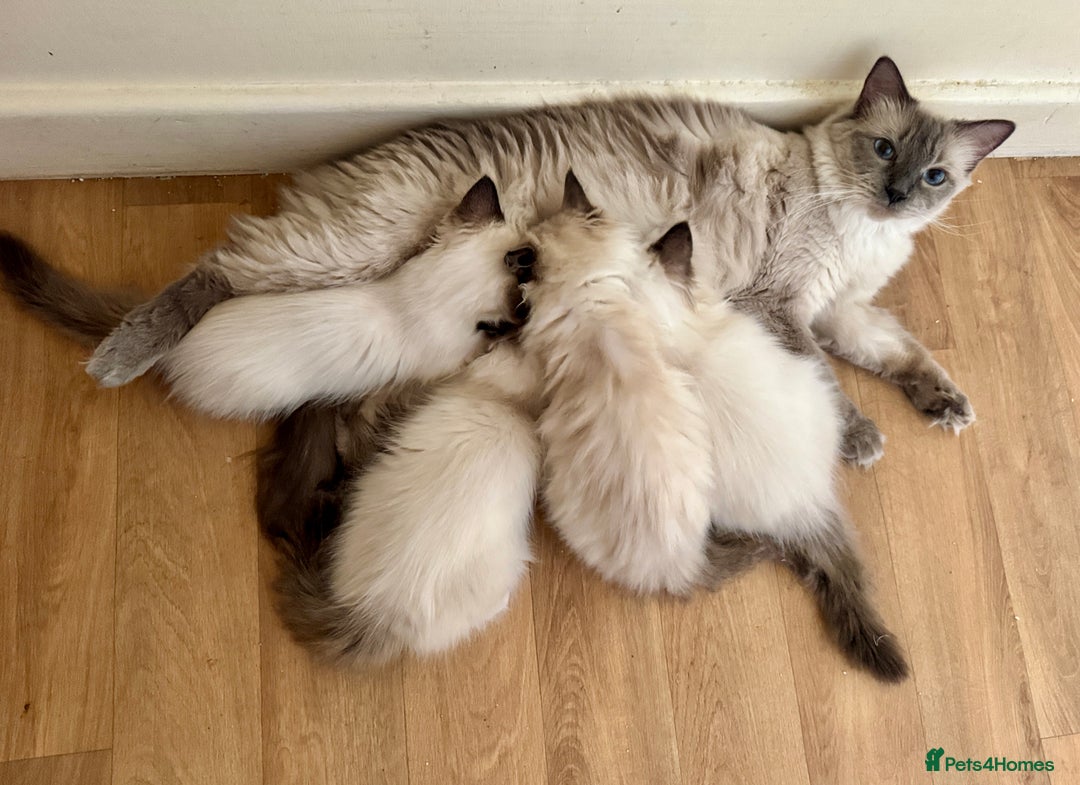 Ragdoll cats for sale: Full Ragdoll kittens  - Image 6