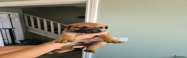 Cane Corso 4