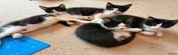 Domestic Shorthair cats for sale: Gorgeous Fluffy Black & White Kittens - READY NOW! - Advert 6