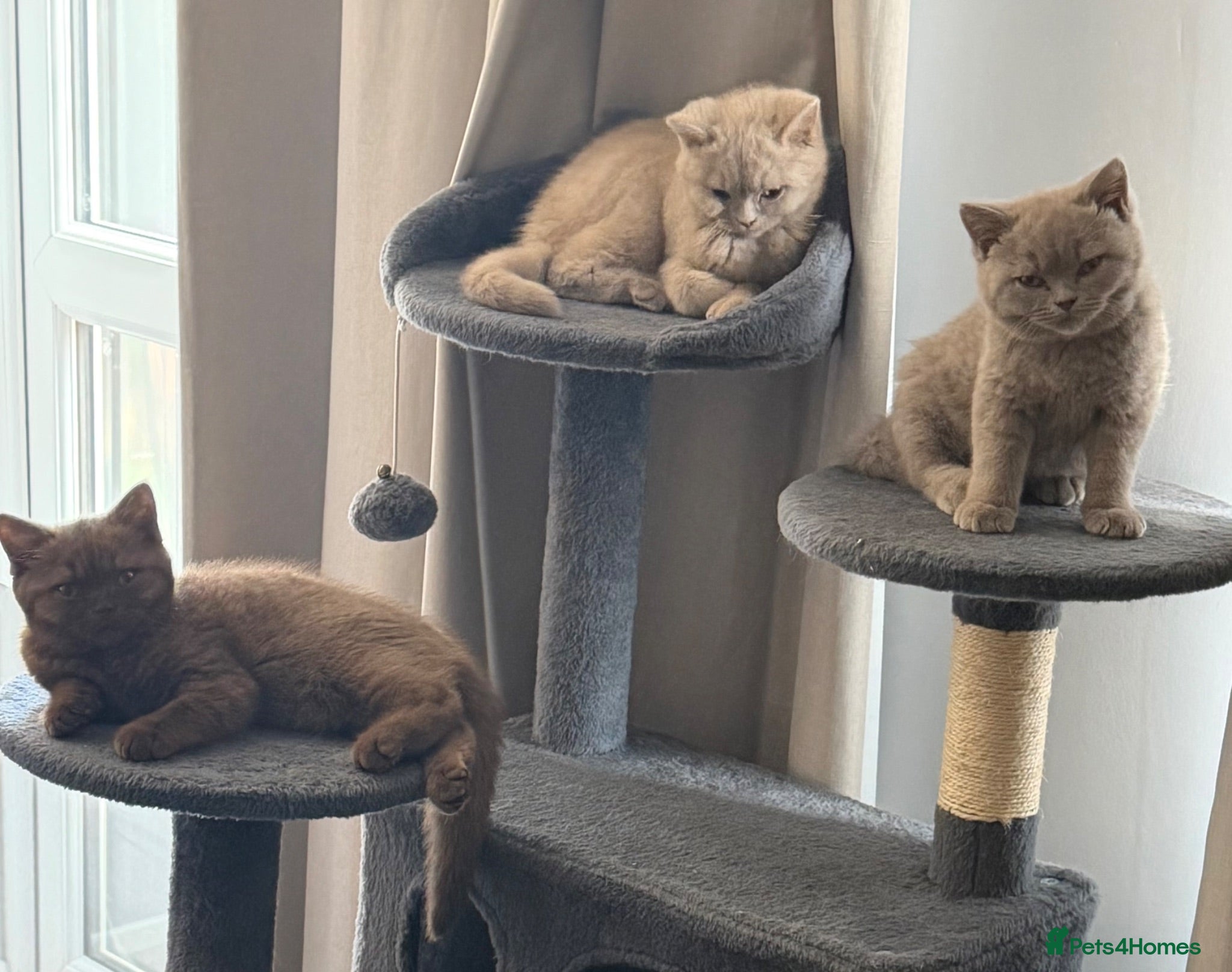 British Shorthair cats 3 gorgeous boys tica reg - Advert 1