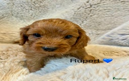 Cavapoo dogs for sale: F1 CAVAPOO BABIES 5🌟LICENSED BREEDER  - Image 6