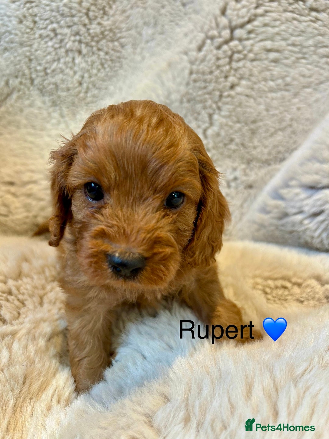 Cavapoo dogs for sale: F1 CAVAPOO BABIES 5🌟LICENSED BREEDER  - Image 6