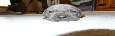 Cane Corso 5