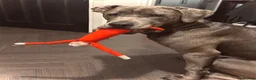 Cane Corso dogs for sale: Koa, 14 month olds Italian mastiff / cane corso  - Advert 6