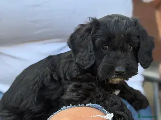 Cockapoo dogs Cockapoo - Advert 7