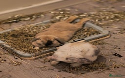 Mini Lop rabbits for sale: 4 months old adorable Mini Lops - Advert 16