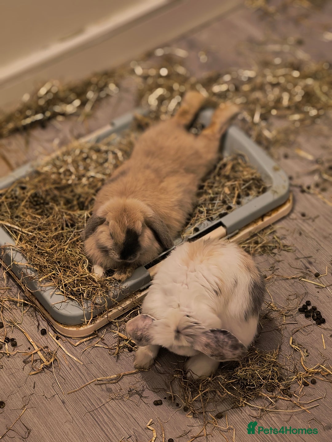 Mini Lop rabbits for sale: 4 months old adorable Mini Lops - Advert 16