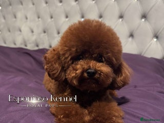 Toy Poodle dogs 🔥One-in-a-Million Asian ☕️ toy poodle DNA Stud🧸 in Thetford - Advert 12