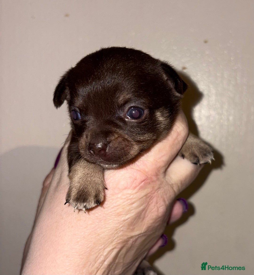 Chihuahua dogs for sale: Beautiful baby chihuahua pups - Image 4