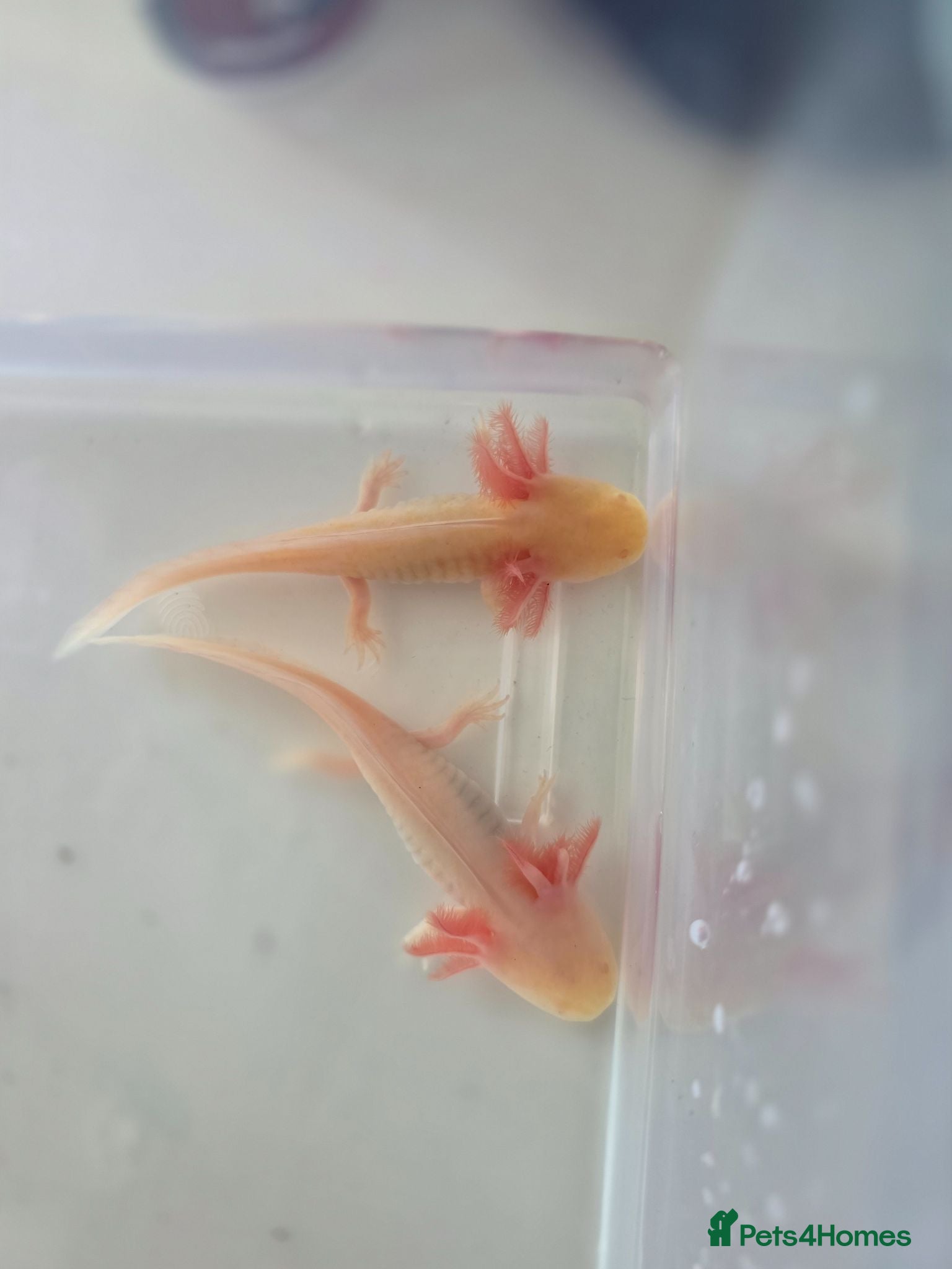 Axolotl reptiles 2 albino axolotls  - Advert 3