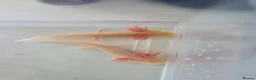 Axolotl reptiles for sale: 1 golden albino axolotl - Advert 1