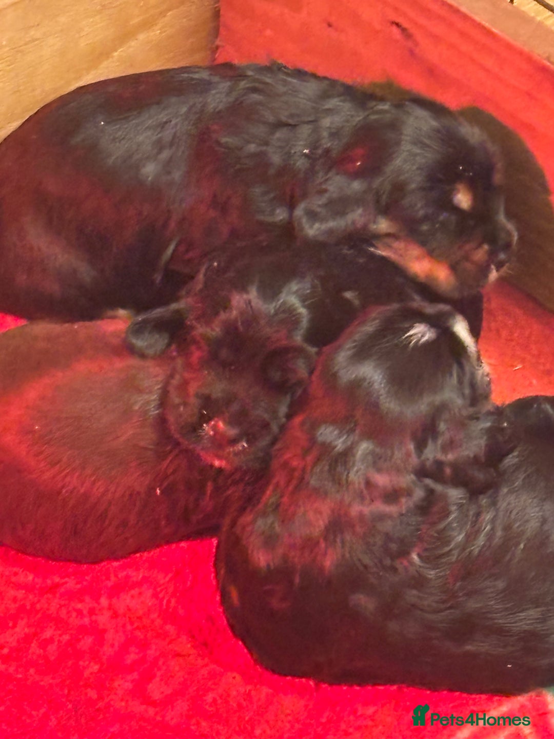 Cocker Spaniel dogs for sale: 4 cocker spaniel puppies, mum and dad family pets - Advert 24