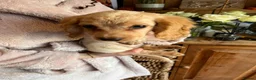 Cocker Spaniel dogs for sale: *Ready Now* KC Registered Working Cocker Spaniel  - Advert 12