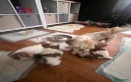 Shih Tzu dogs for sale: 5 beautiful puppies available  - Image 18