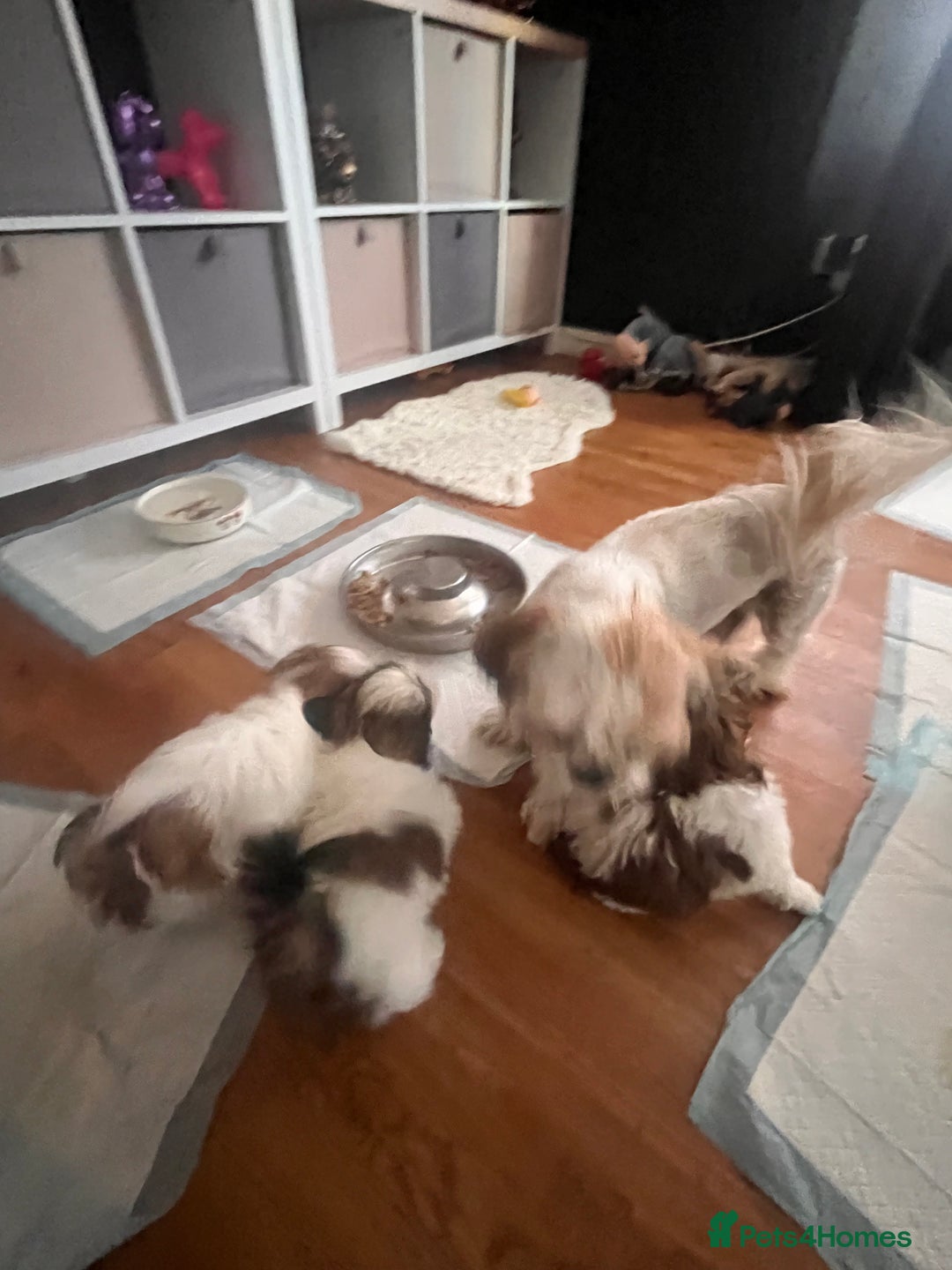Shih Tzu dogs for sale: 5 beautiful puppies available  - Image 18