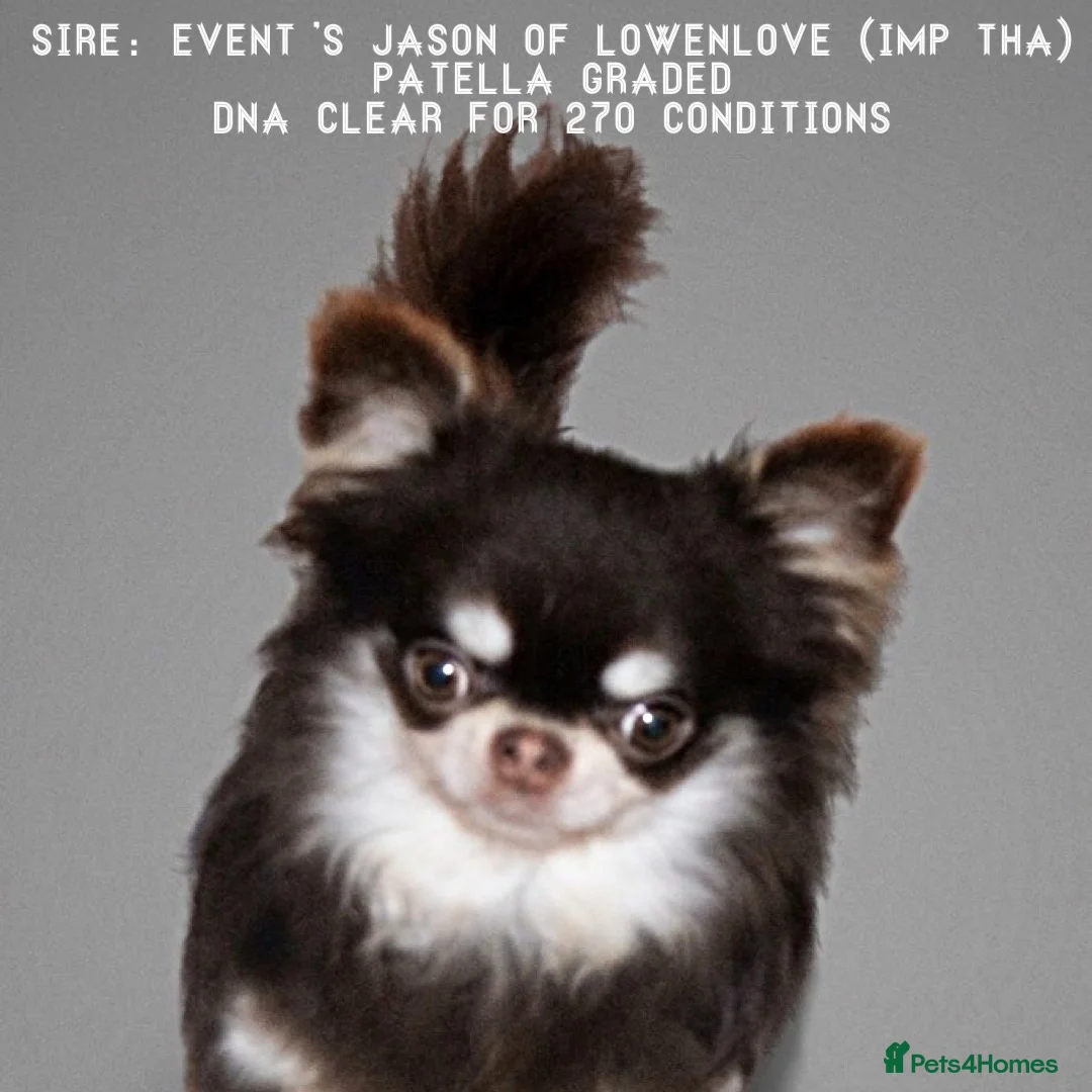 Chihuahua dogs for sale: KC REGISTERED CHIHUAHUAS HEALTH TESTED  - Advert 18