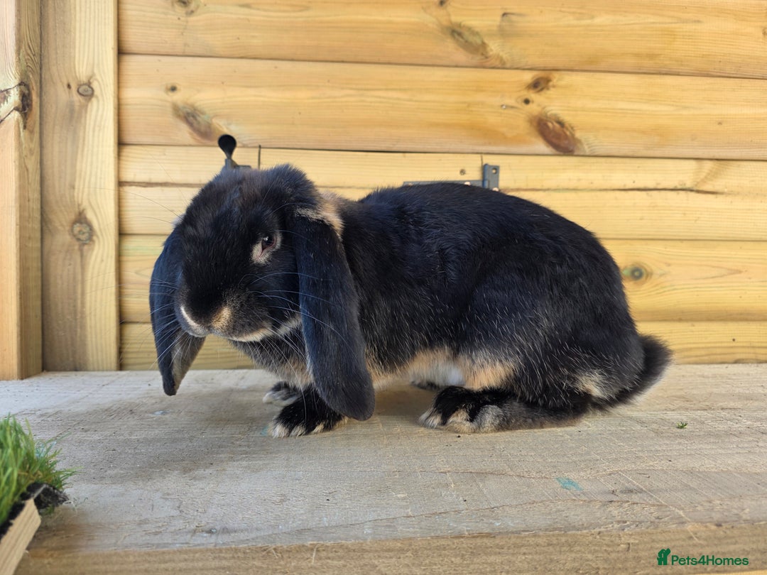 French Lop rabbits for sale: French Lop Rabbits - Advert 4