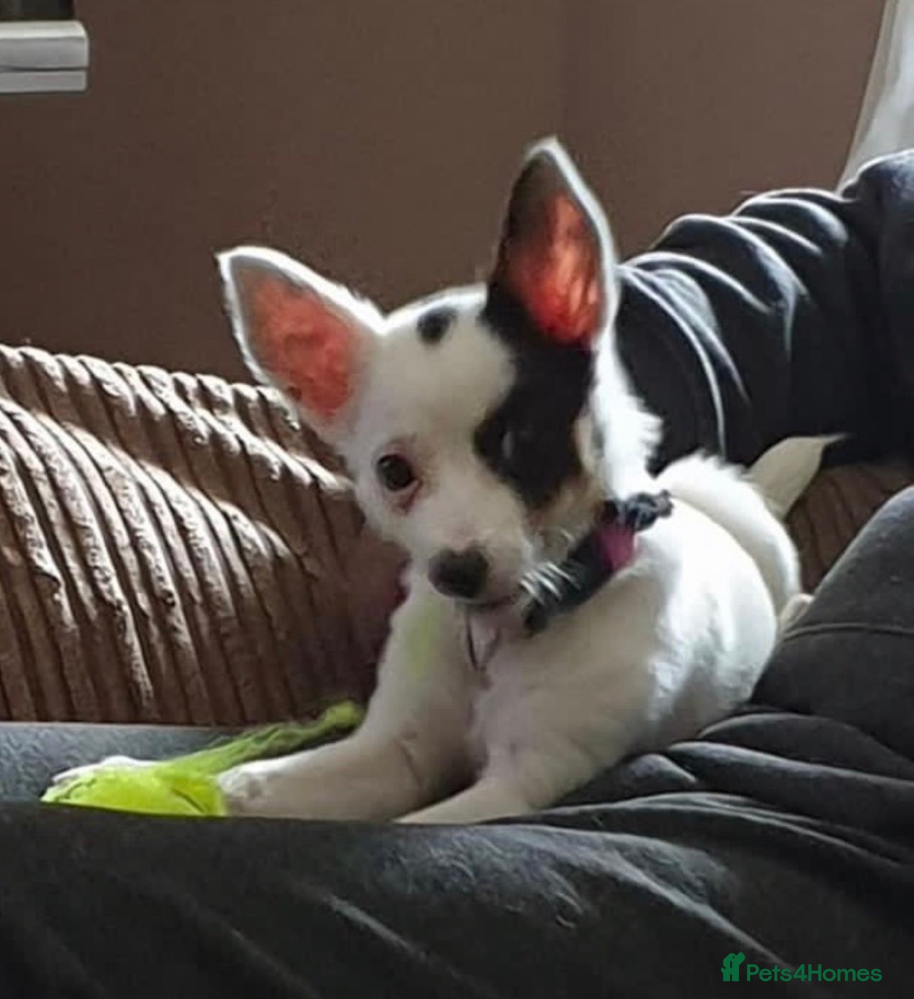Chihuahua dogs Stunning Chihuahua puppies for sale - Advert 1