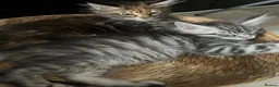 Maine Coon cats for sale: Maine Coon kittens - Advert 7